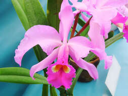 Imagem de Cattleya lawrenceana Rchb. fil.