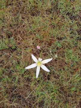 Imagem de Zephyranthes mesochloa Herb. ex Lindl.