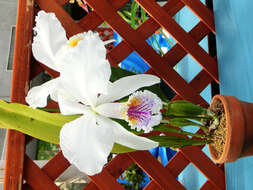 Imagem de Cattleya mossiae C. Parker ex Hook.