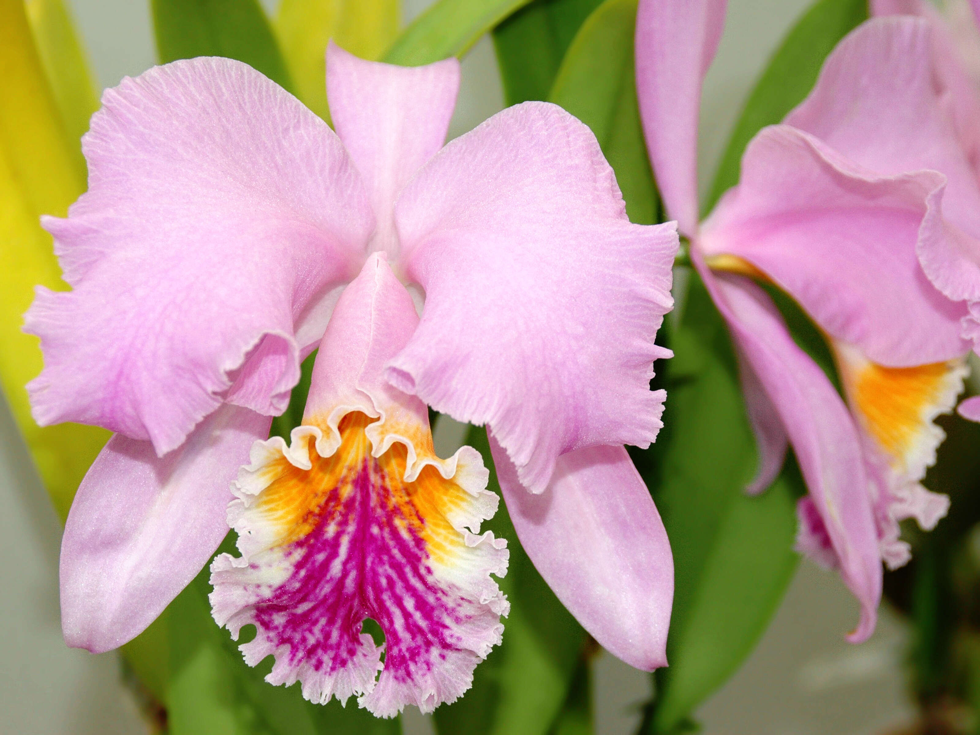 Imagem de Cattleya mossiae C. Parker ex Hook.