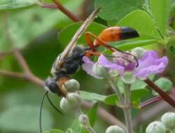 صورة Sphex pruinosus Germar 1817