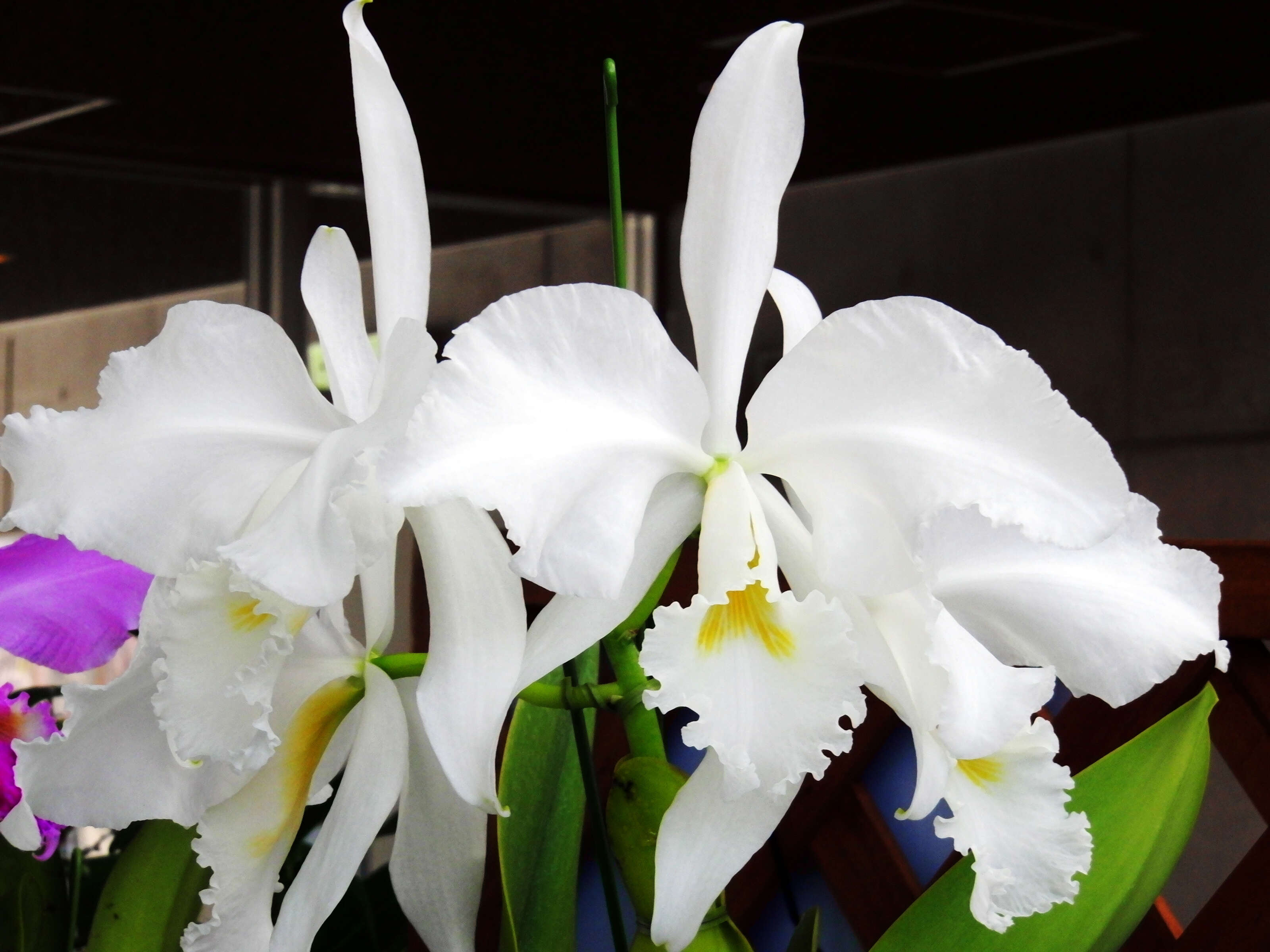 Image of Warner's Cattleya