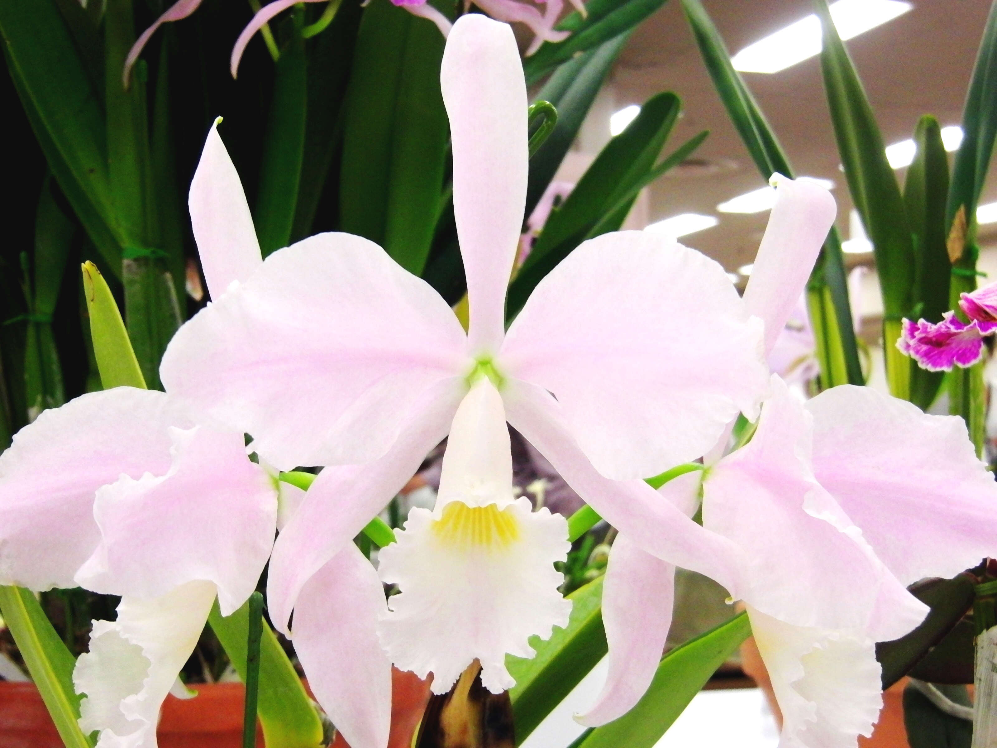 Imagem de Cattleya warneri T. Moore ex R. Warner