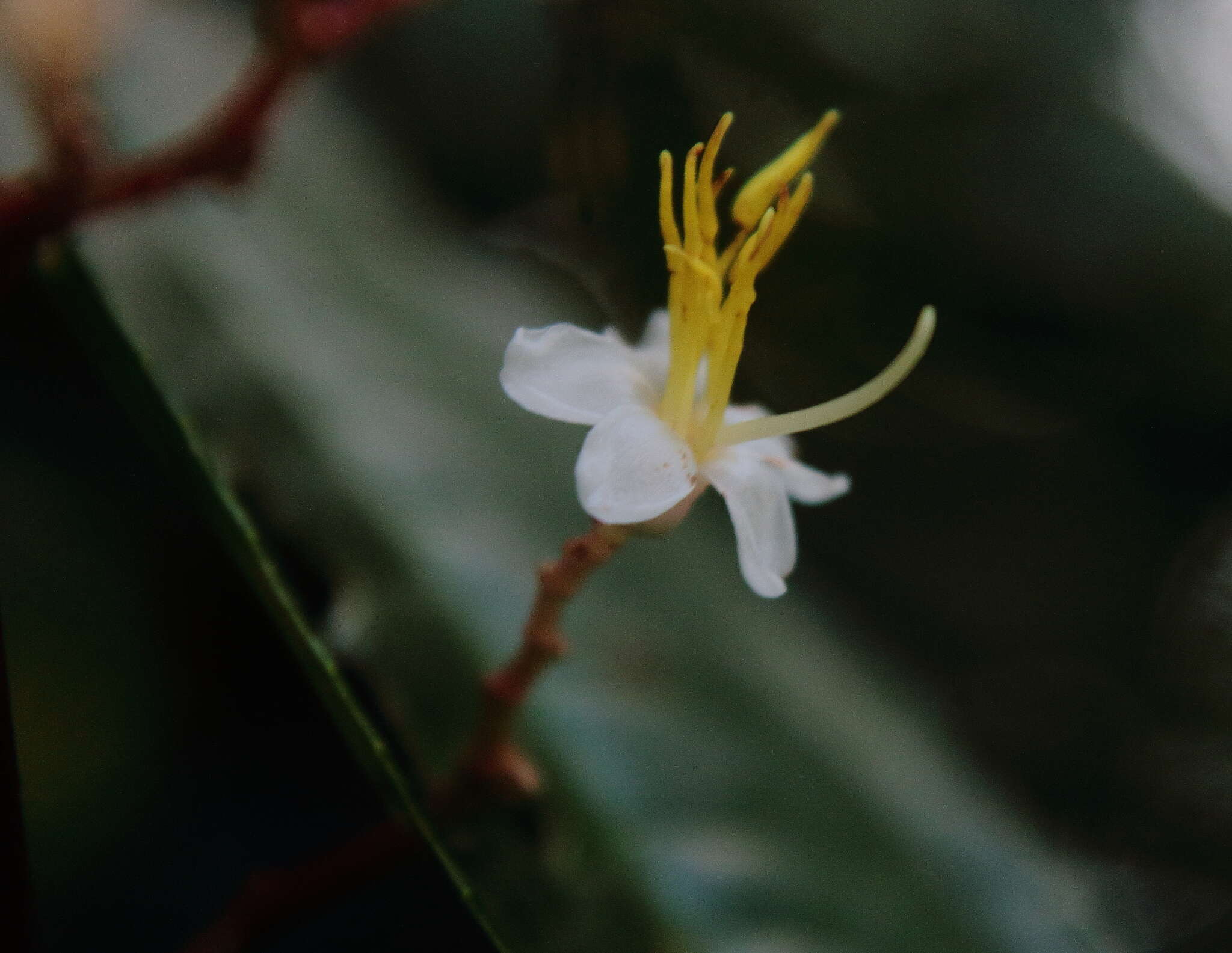 Miconia mexicana (Bonpl.) Naud.的圖片