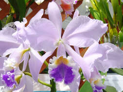 Imagem de Cattleya warneri T. Moore ex R. Warner