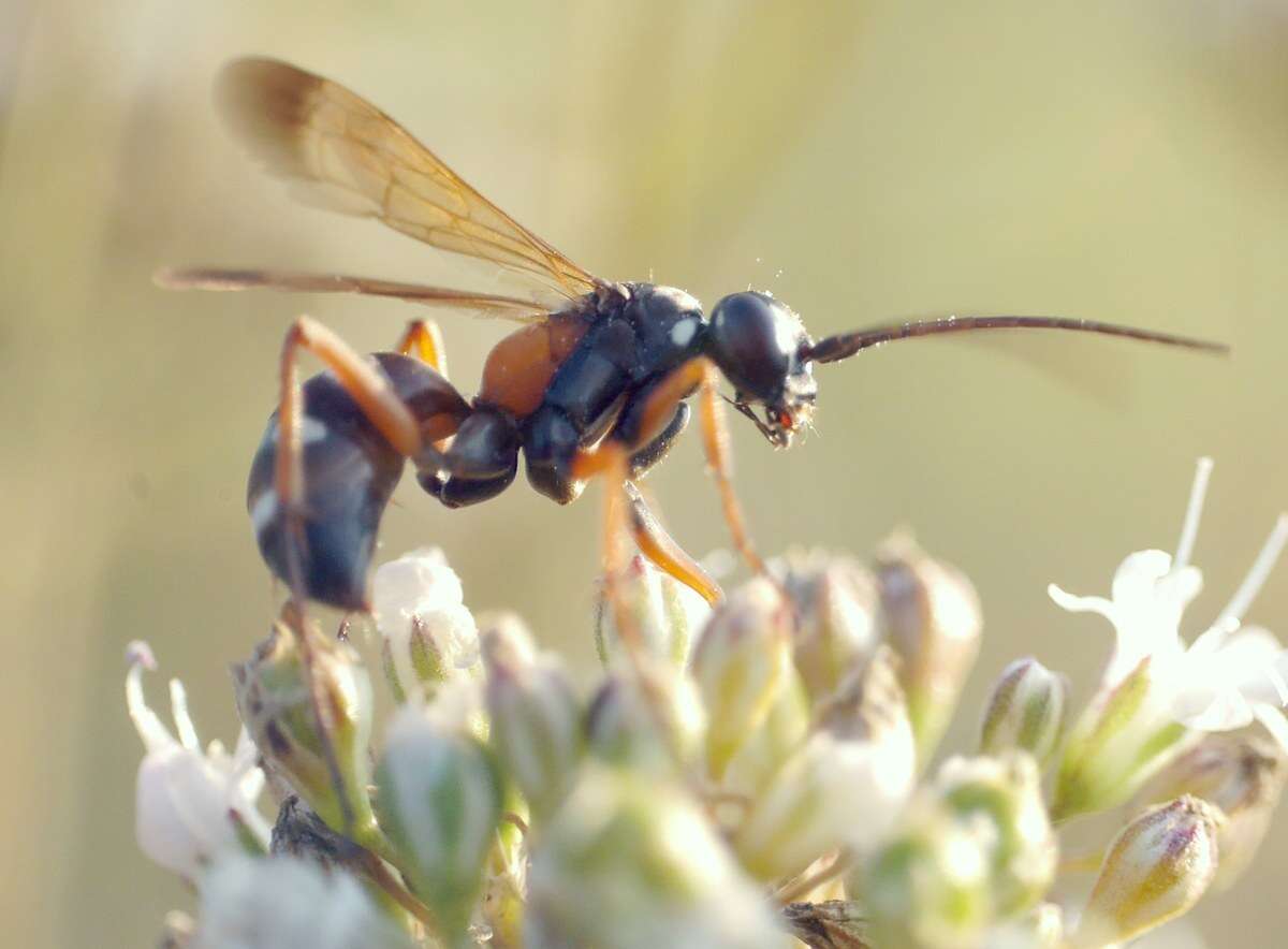 صورة Cryptocheilus fabricii (Vander Linden 1827)