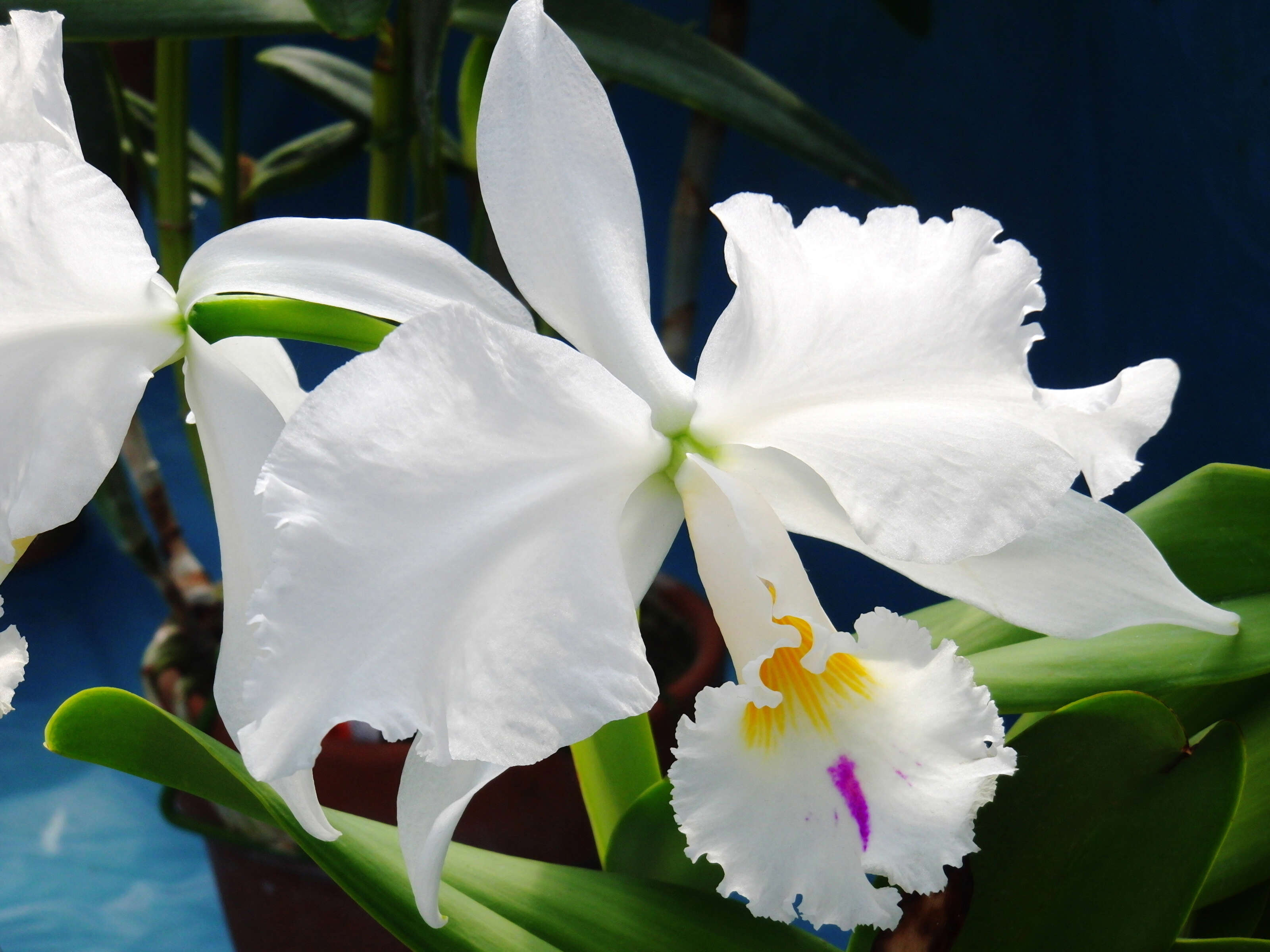 Image of Warner's Cattleya