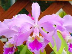 Imagem de Cattleya warneri T. Moore ex R. Warner