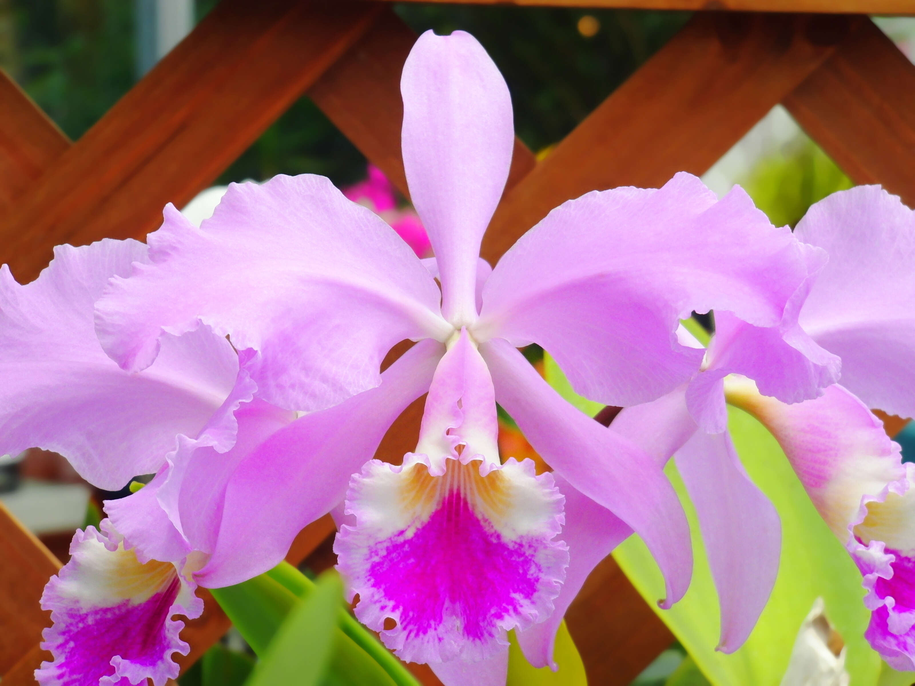 Imagem de Cattleya warneri T. Moore ex R. Warner