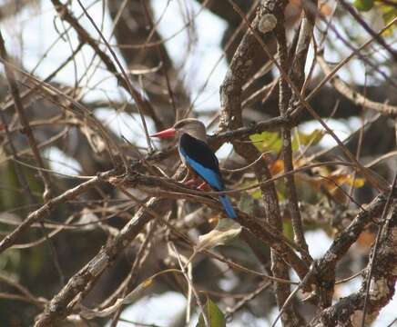 Image of Chestnut-bellied Kingfisher