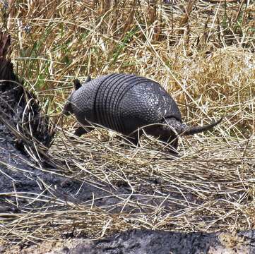 Image of Brazilian Lesser Long-nosed Armadillo