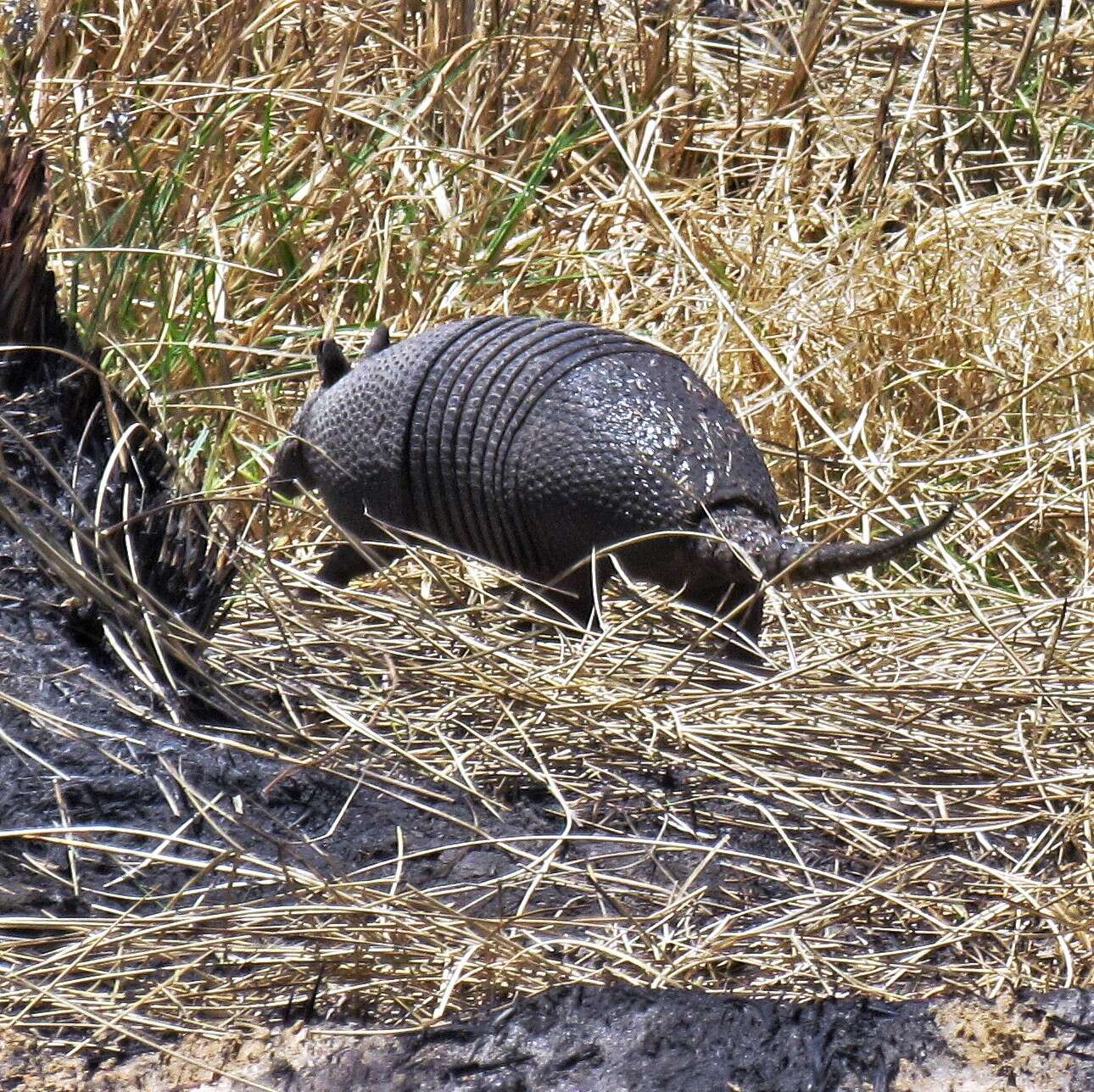 Image of Brazilian Lesser Long-nosed Armadillo