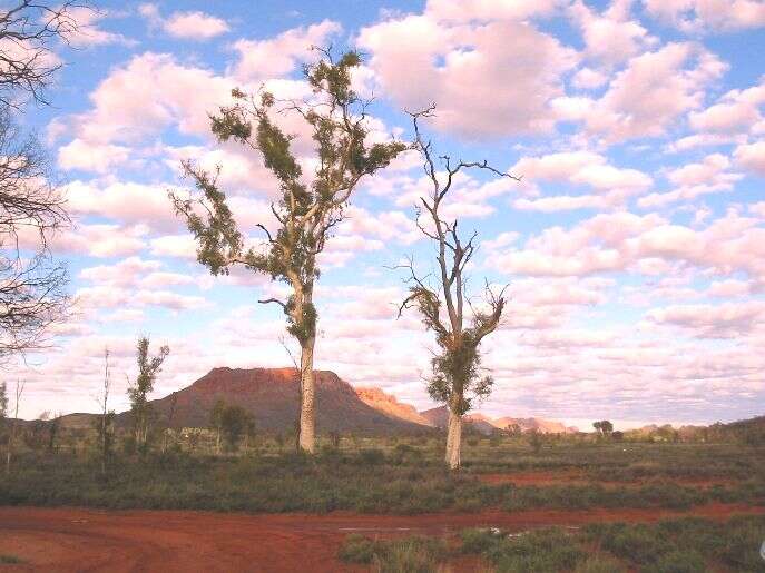 Image of Corymbia aparrerinja K. D. Hill & L. A. S. Johnson