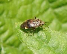 Image of Tarnished Plant Bug