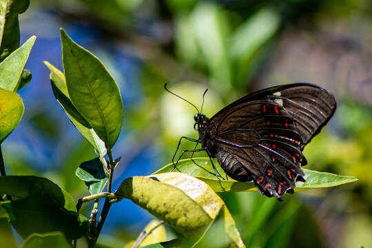 Image of Papilio menatius Hübner 1819