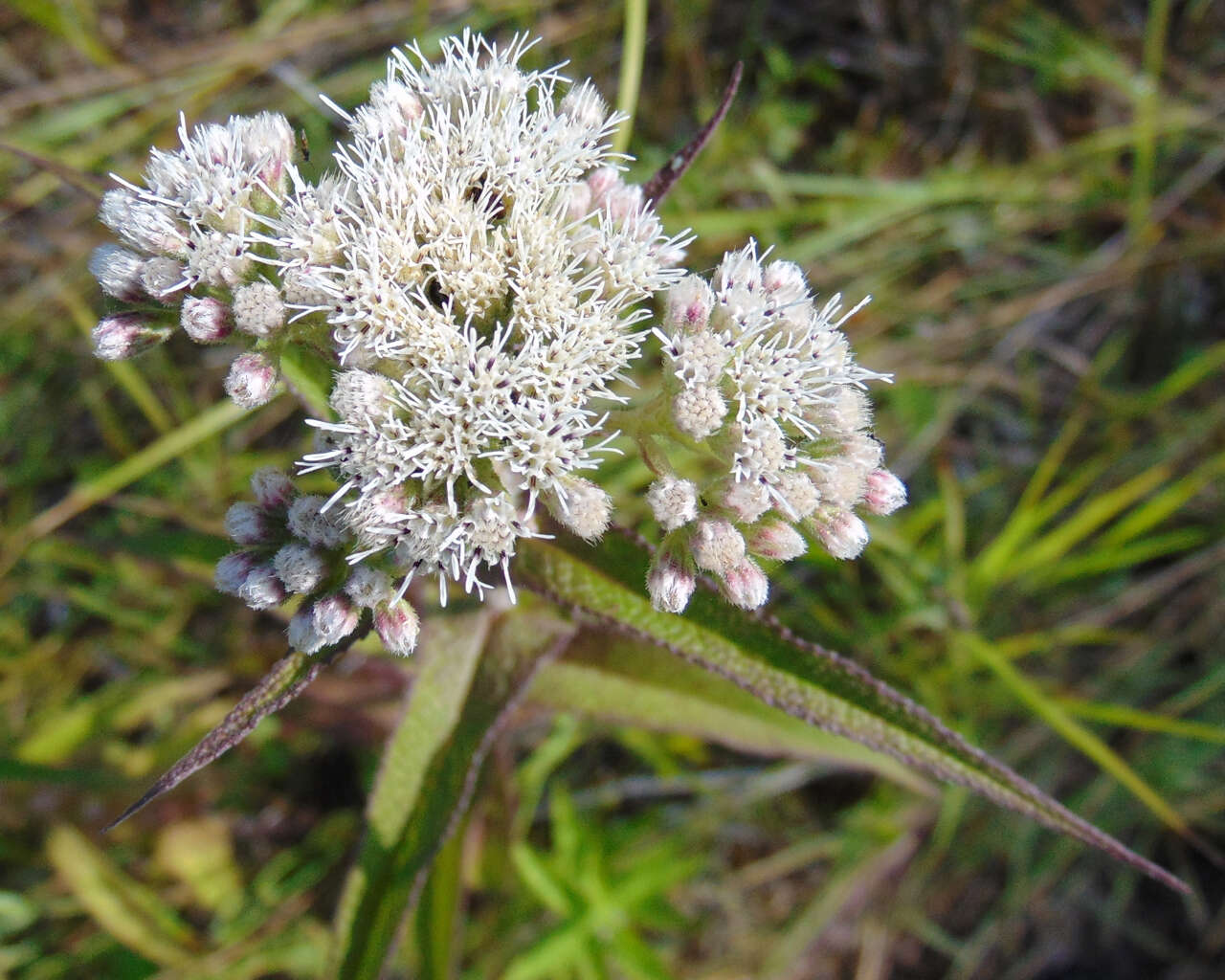 Image of common boneset