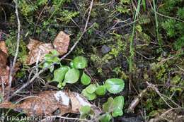 Image of Health Speedwell