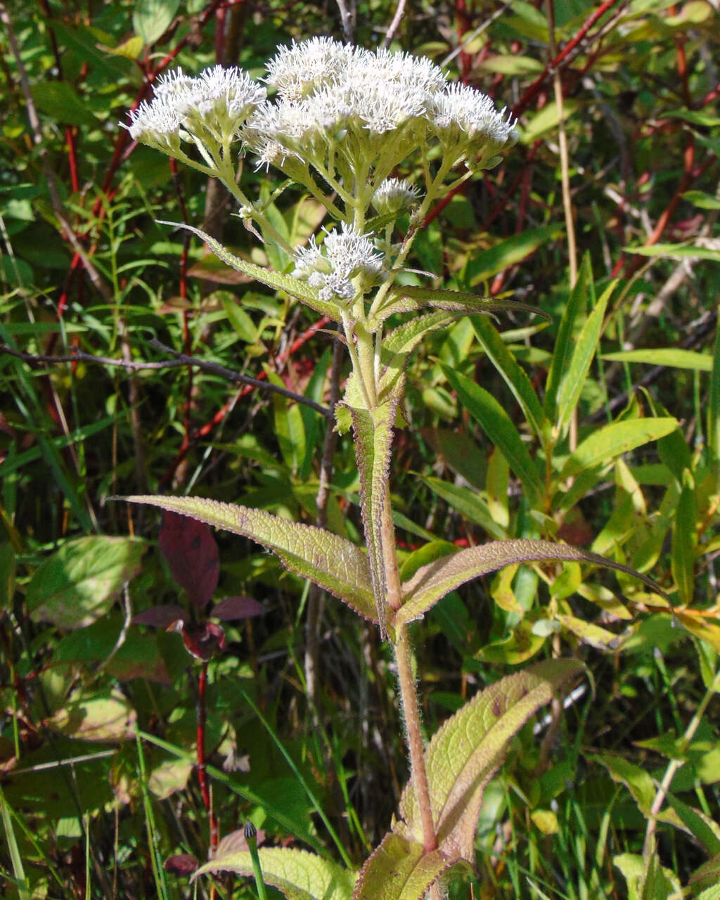 Image of common boneset