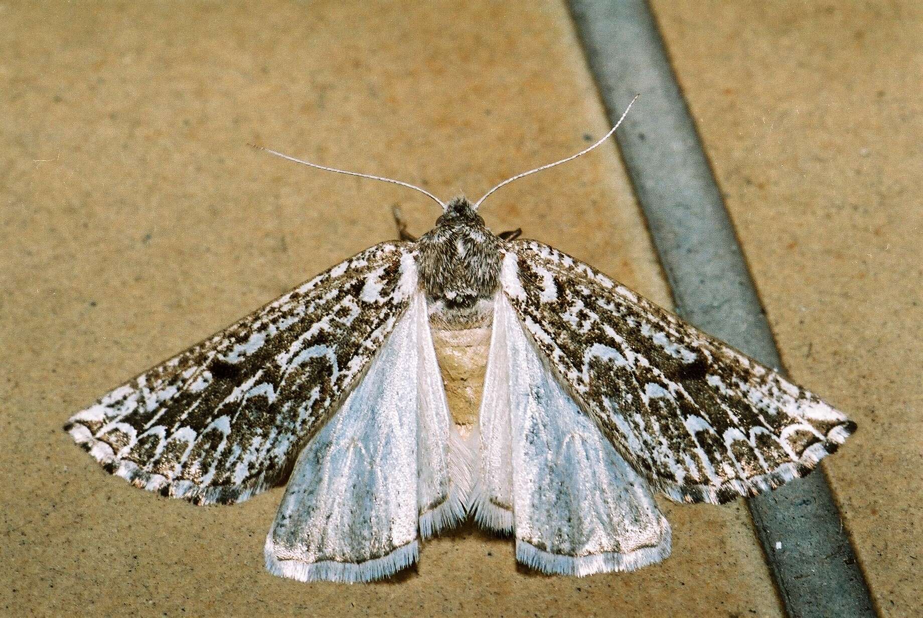 Image of Compsoptera jourdanaria Villers 1827