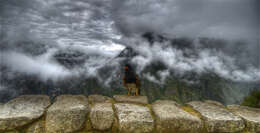 Image de Caracara montagnard