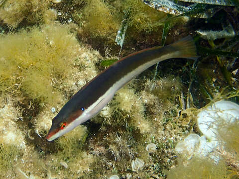 Image of Mediterranean rainbow wrasse