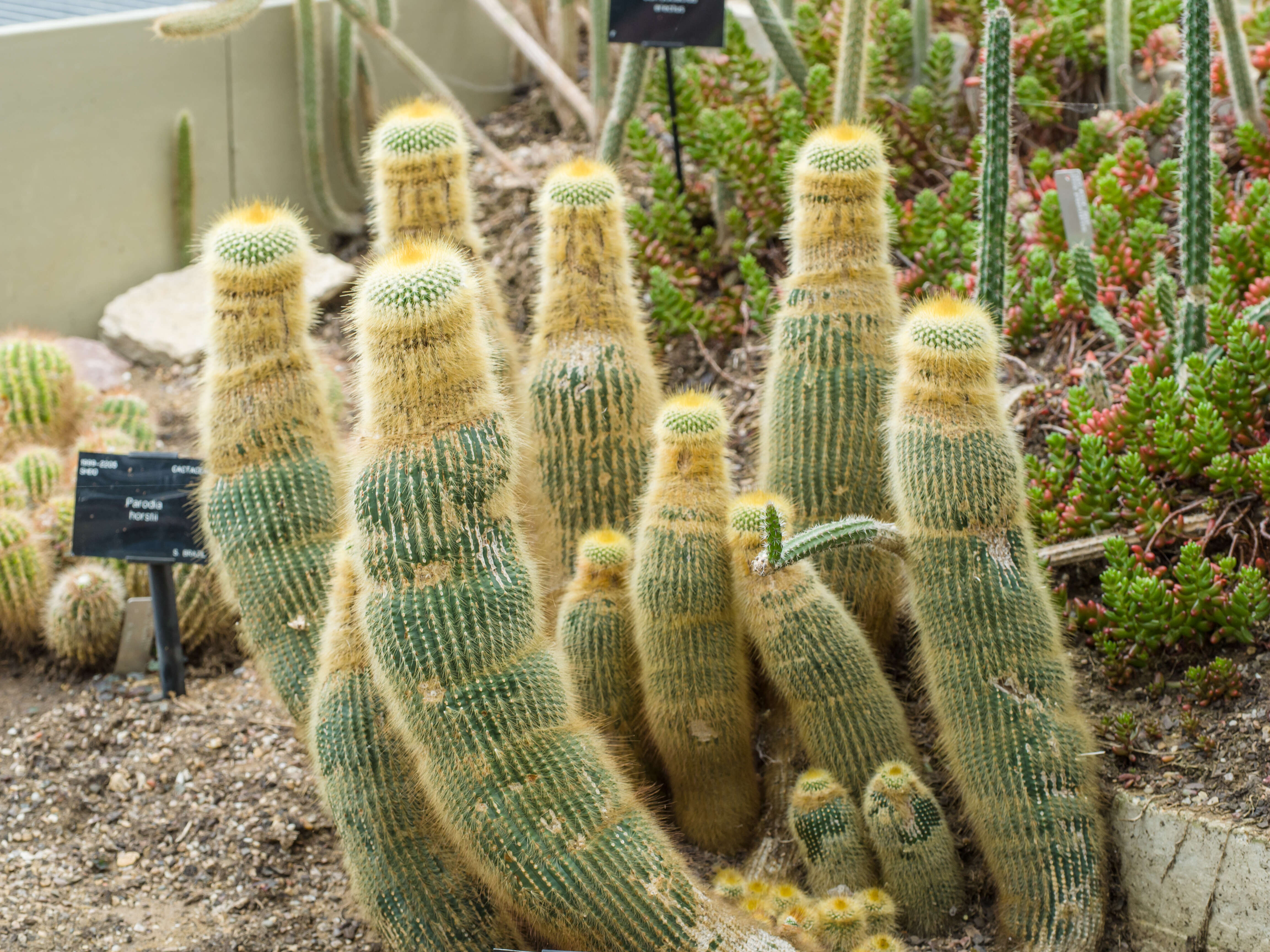 Image of Parodia lenninghausii (F. Haage) F. H. Brandt ex Eggli & Hofacker