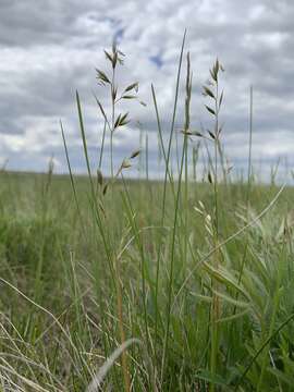 Image of plains rough fescue