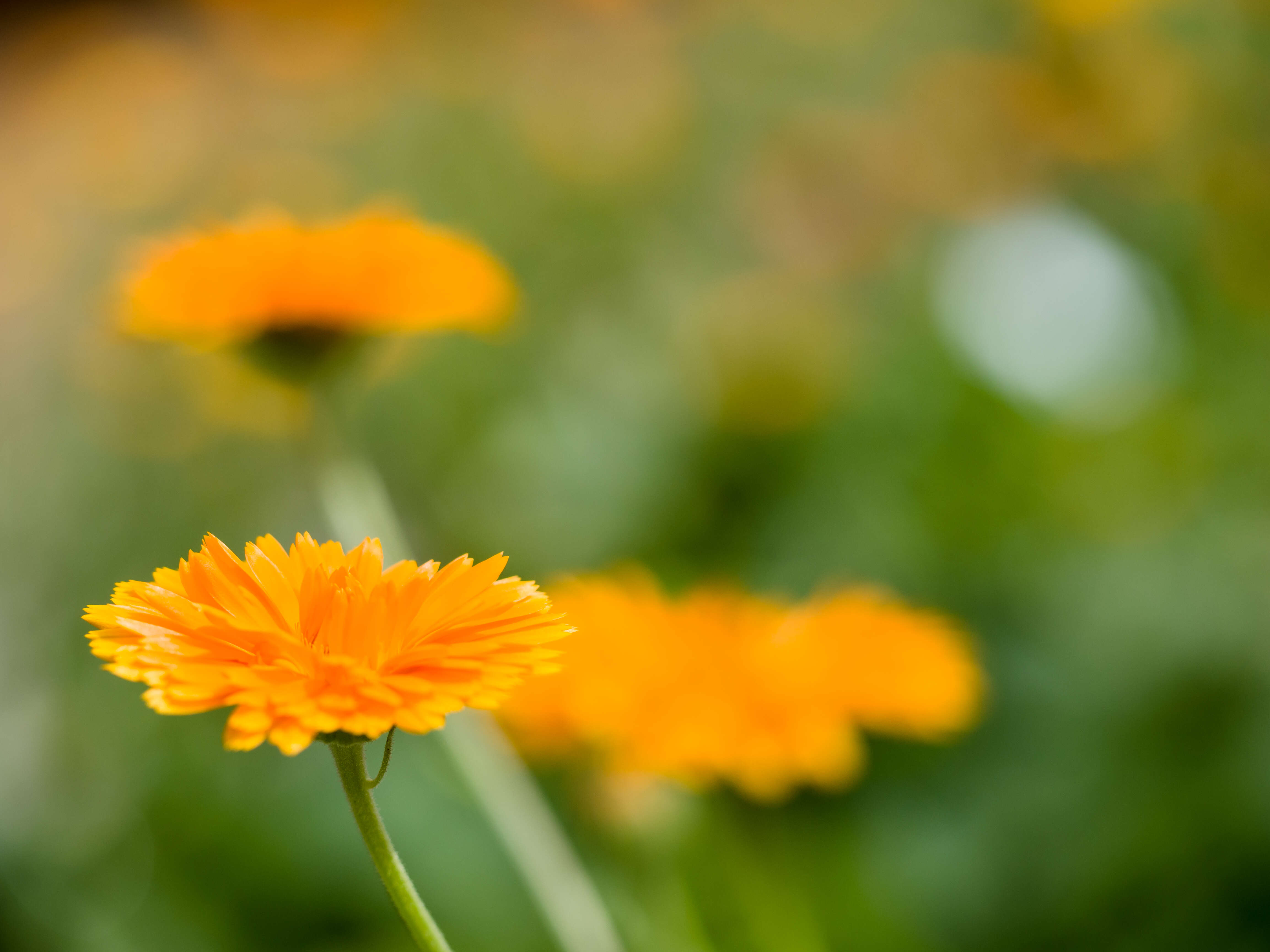 Image of pot marigold