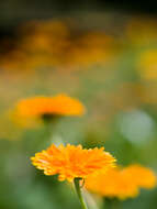 Image of pot marigold