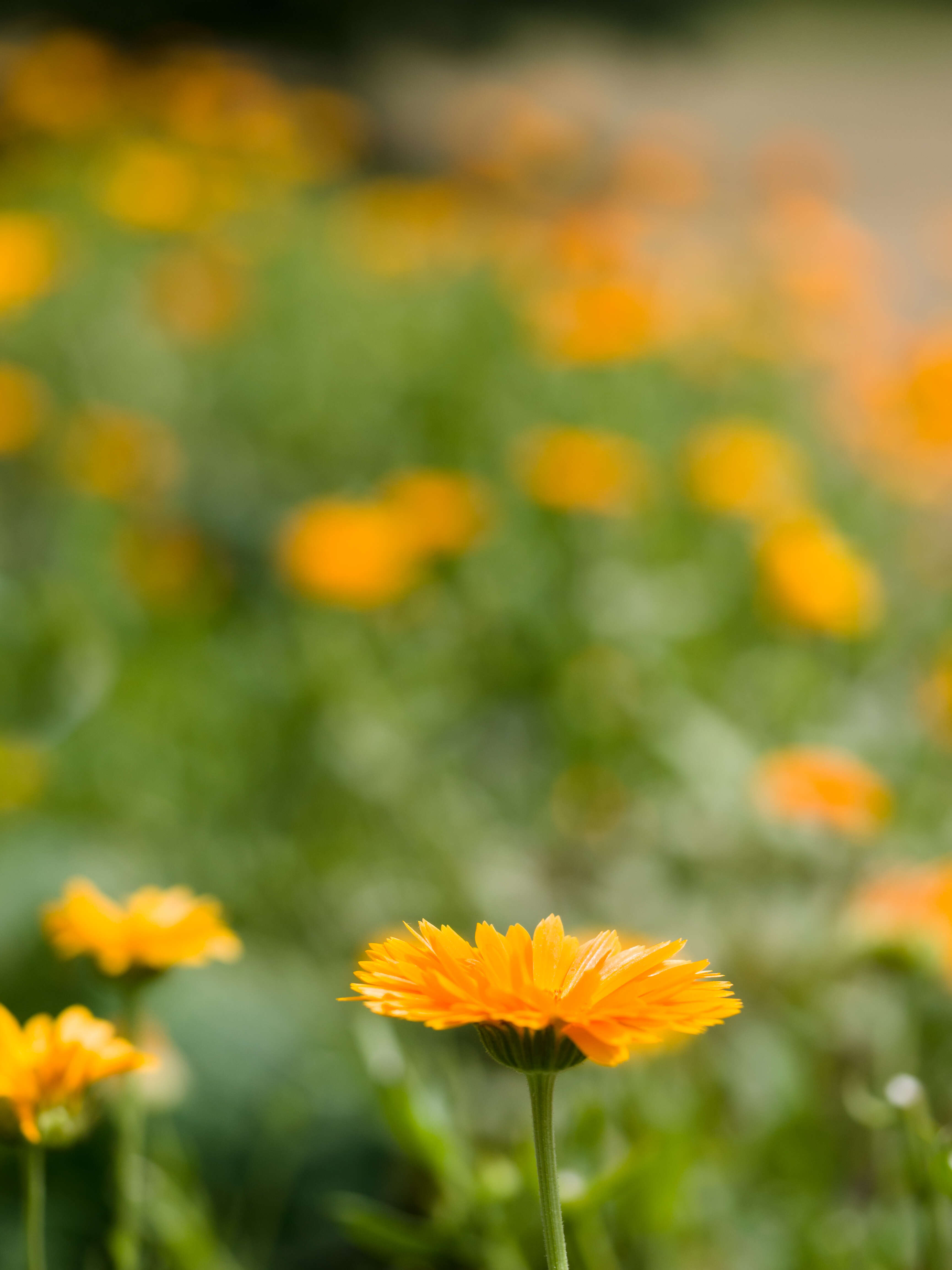 Image of pot marigold