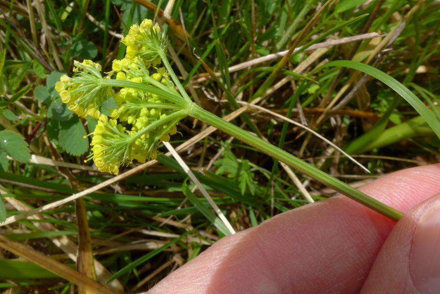 صورة Lomatium bradshawii (Rose ex Mathias) Mathias & Constance