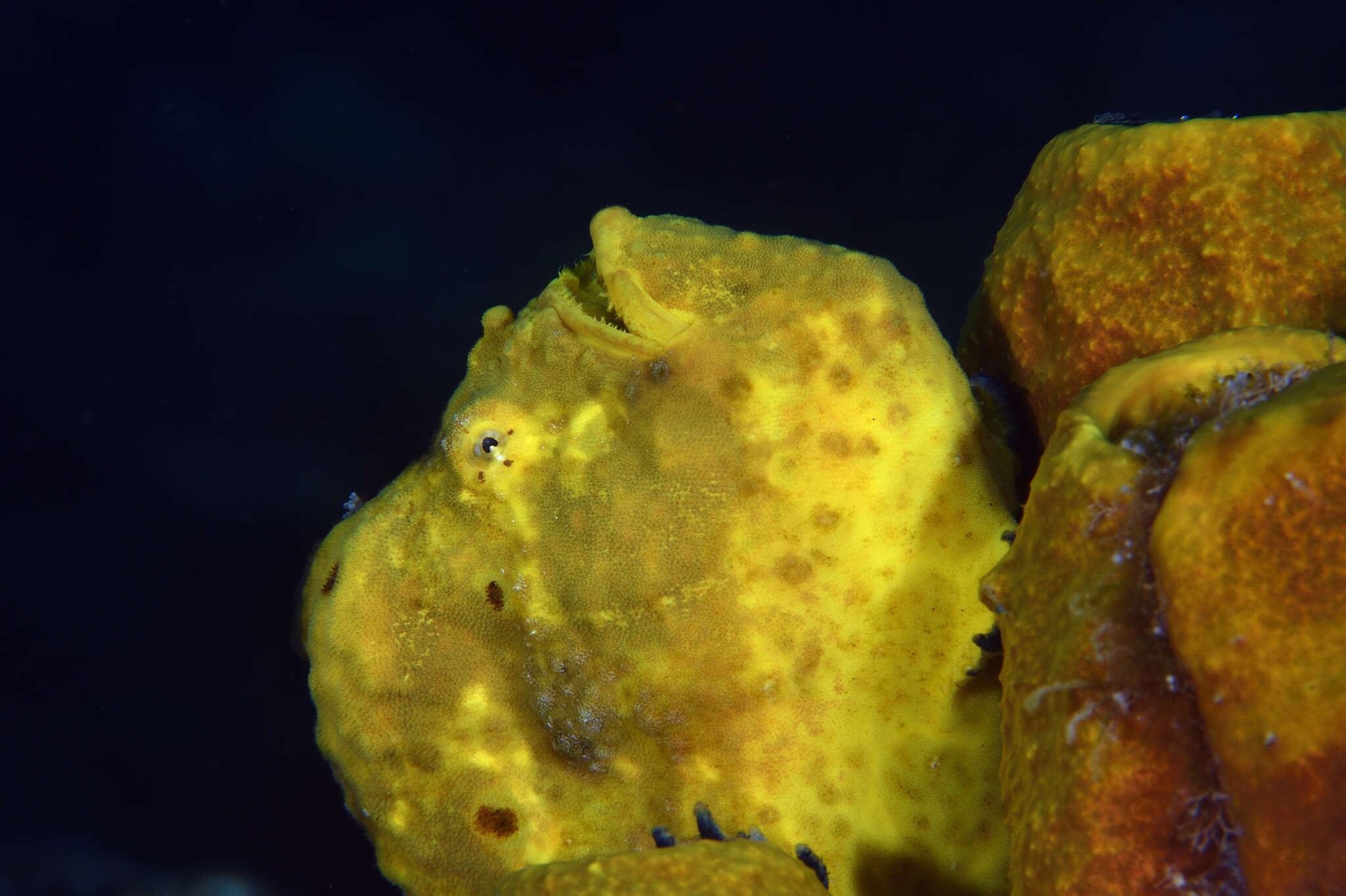 Image of Flagpole Frogfish