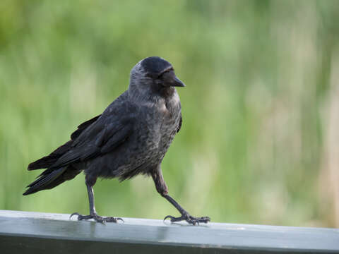 Image of Eurasian Jackdaw