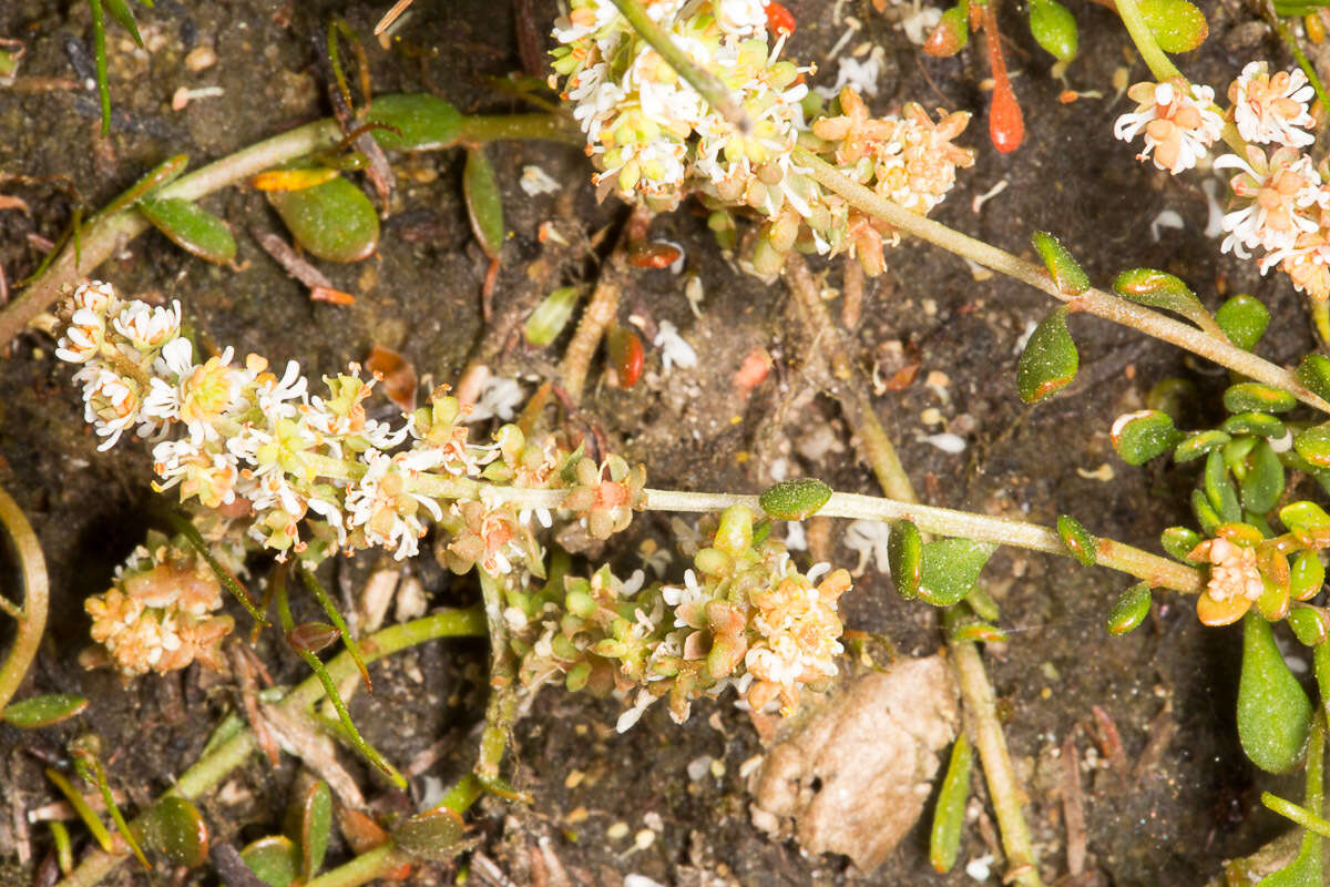 Image of Sesamoides spathulifolia (Boreau) Rothm.