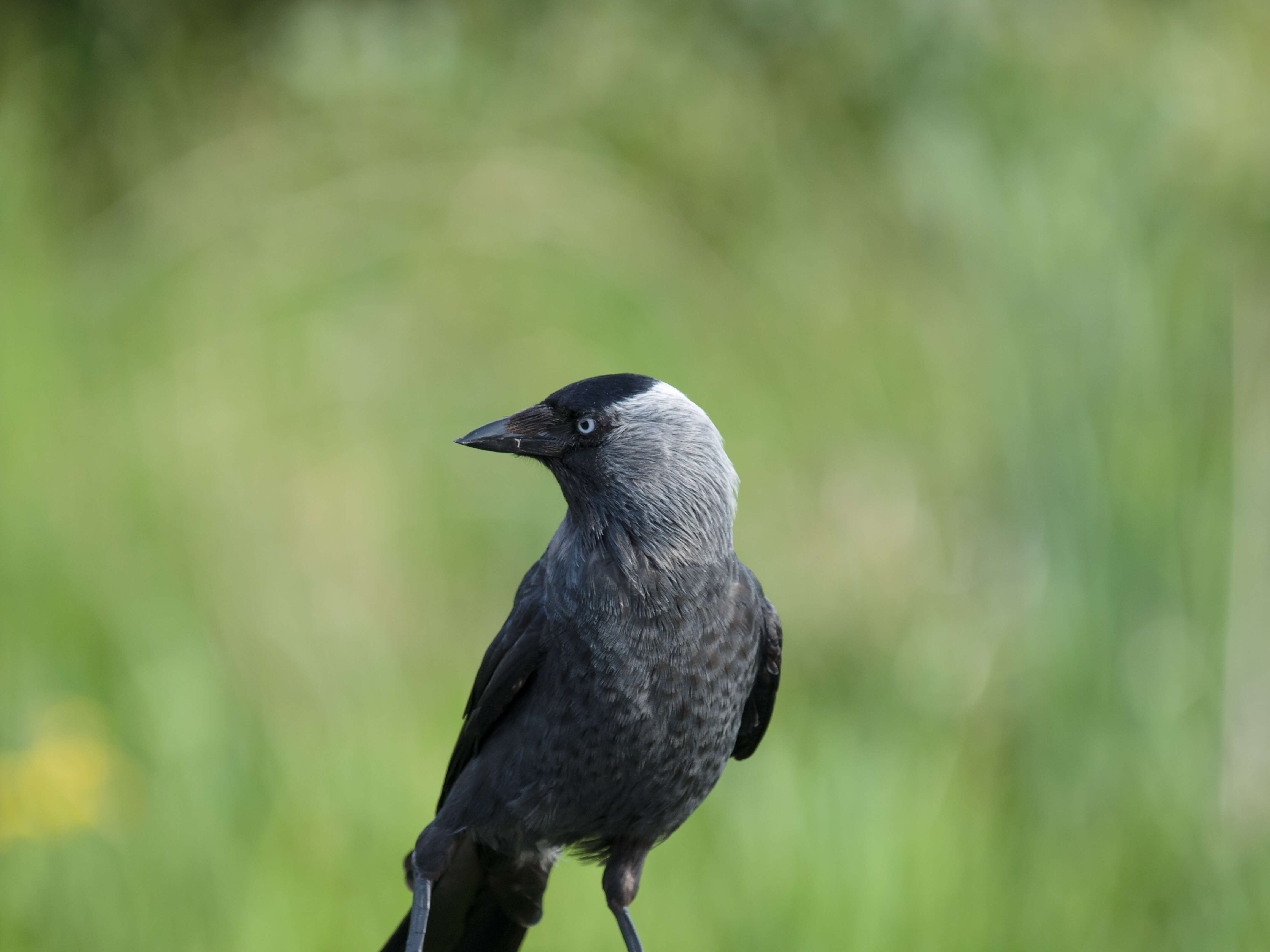 Image of Eurasian Jackdaw