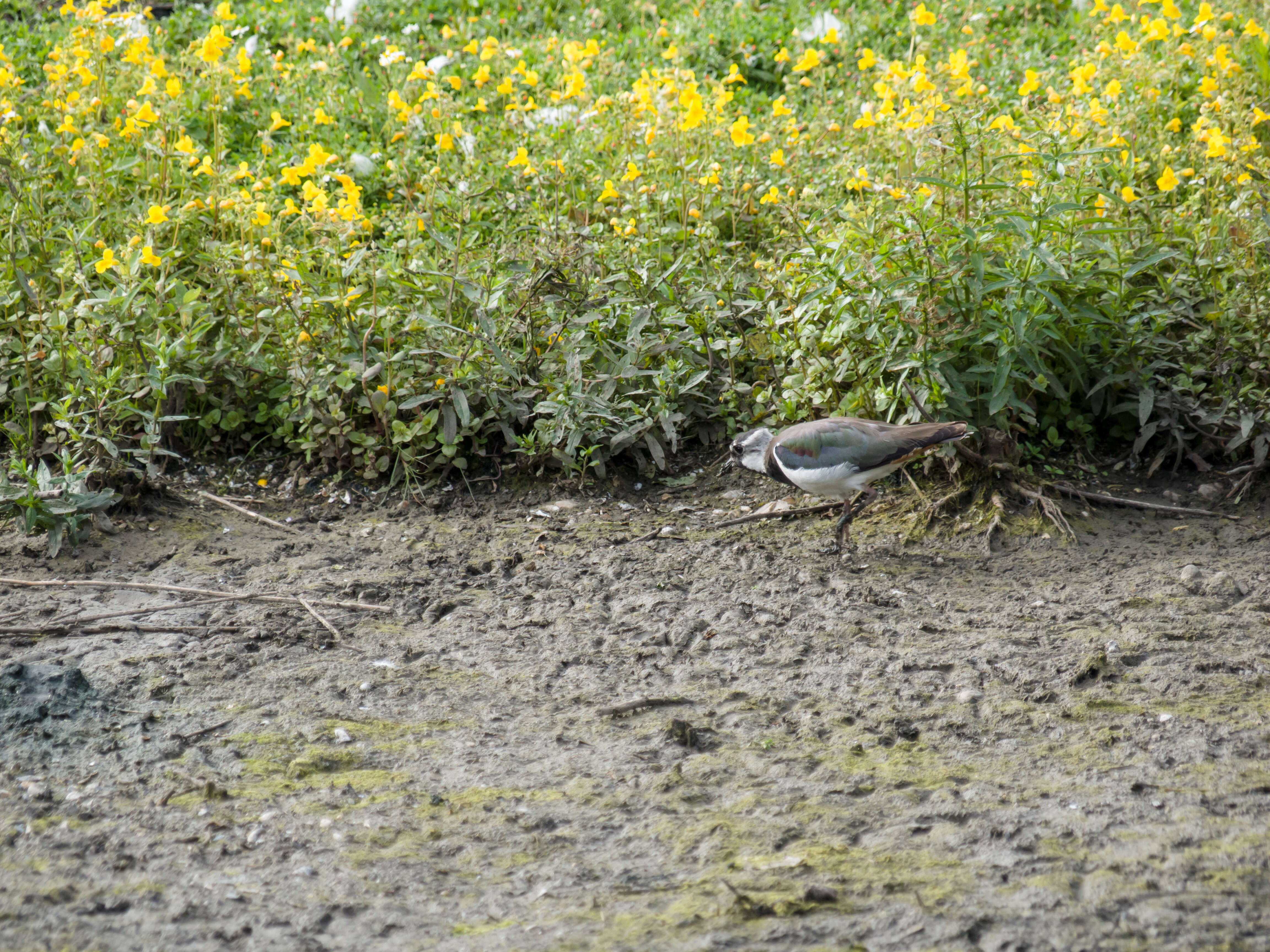 Image of Lapwing