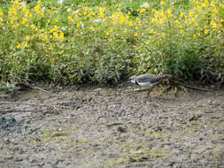 Image of Lapwing