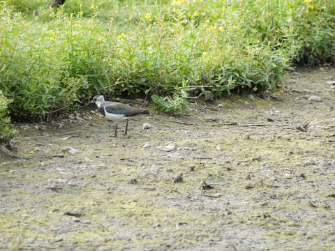 Image of Lapwing