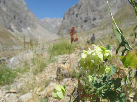 Image of Origanum acutidens (Hand.-Mazz.) Ietsw.