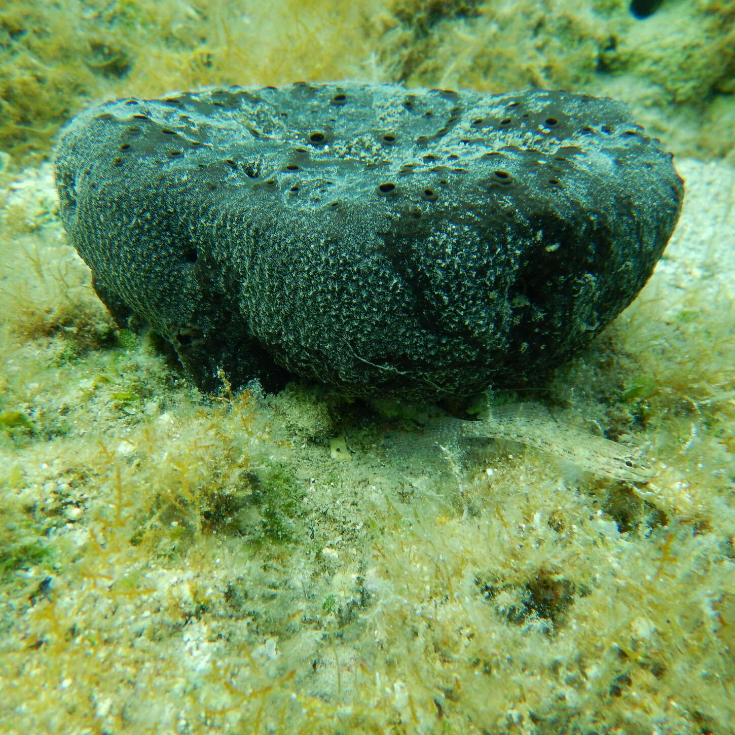 Image of black leather sponge