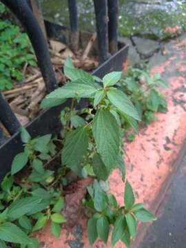 Image de Acalypha australis L.