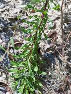 Image of Dress' goldenaster