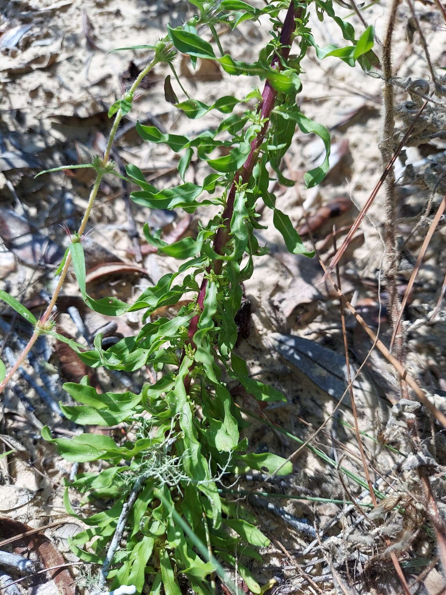 صورة Chrysopsis linearifolia var. dressii (Semple) D. B. Ward