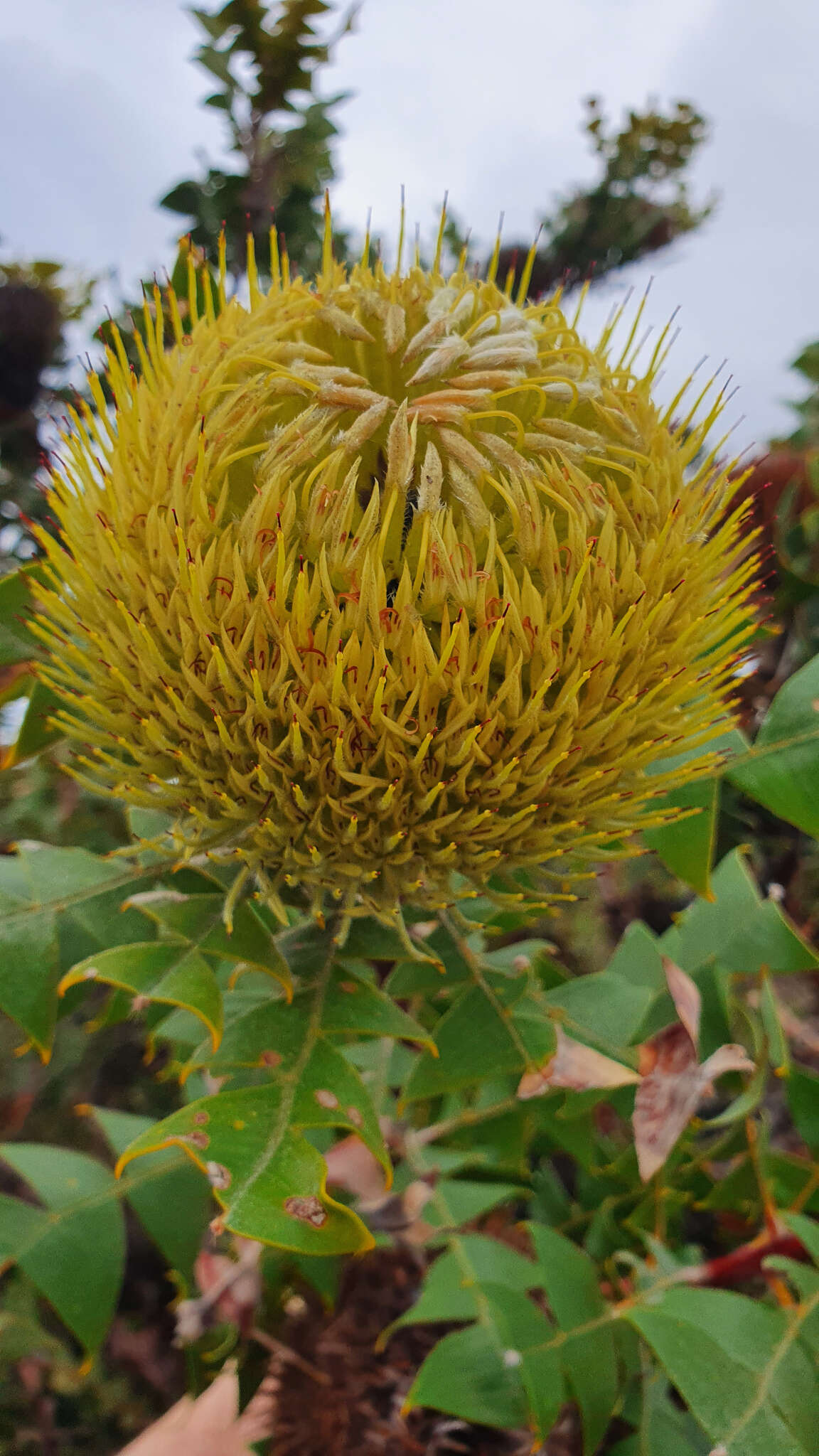 Image of Banksia baxteri R. Br.