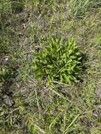 Image of rough coneflower