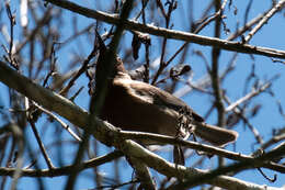 Image of Dusky Honeyeater