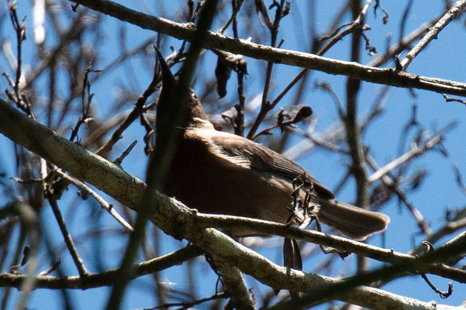 Image of Dusky Honeyeater