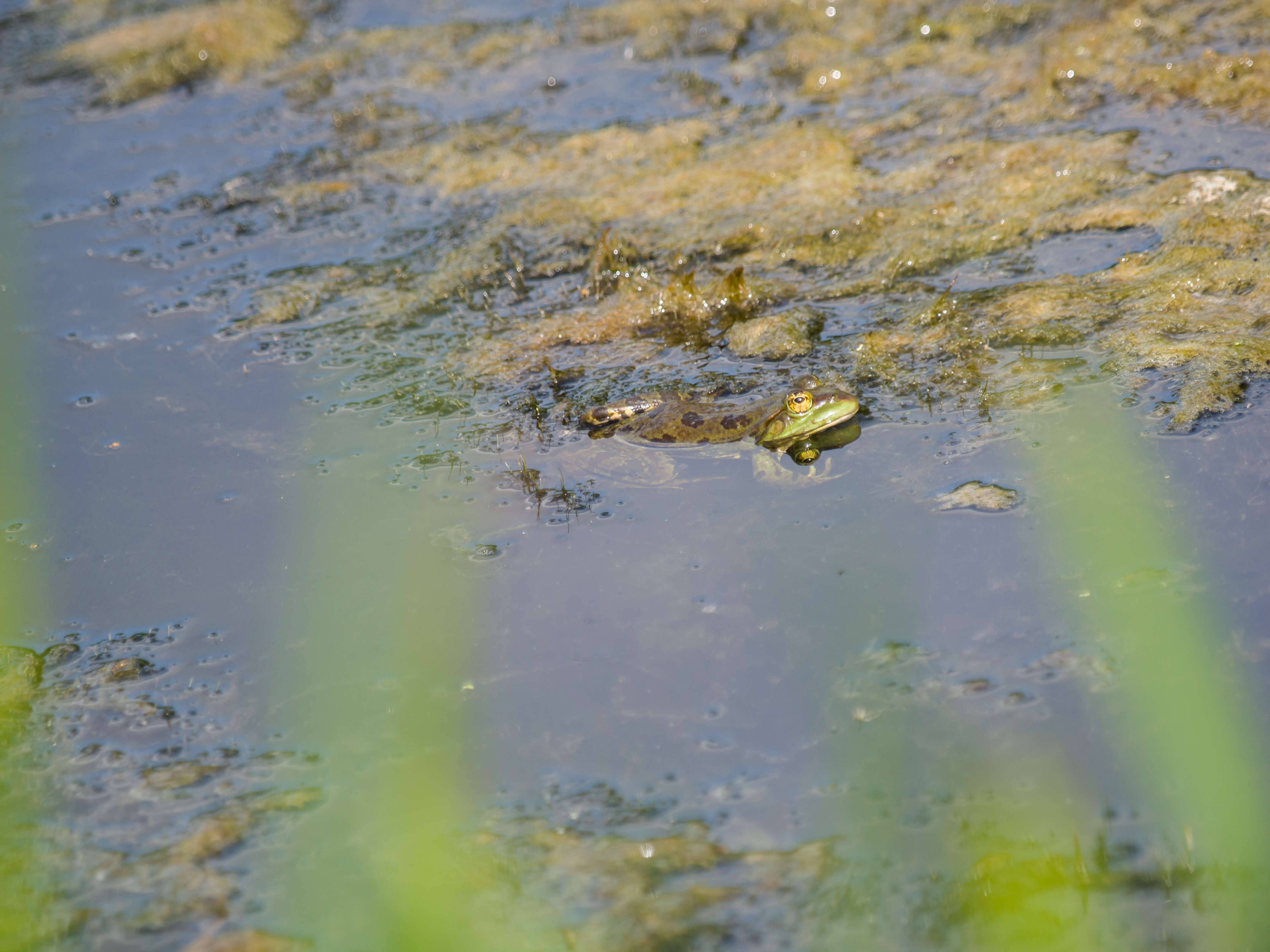 Image of Eurasian Marsh Frog