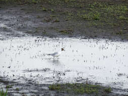 Image of Black-headed Gull