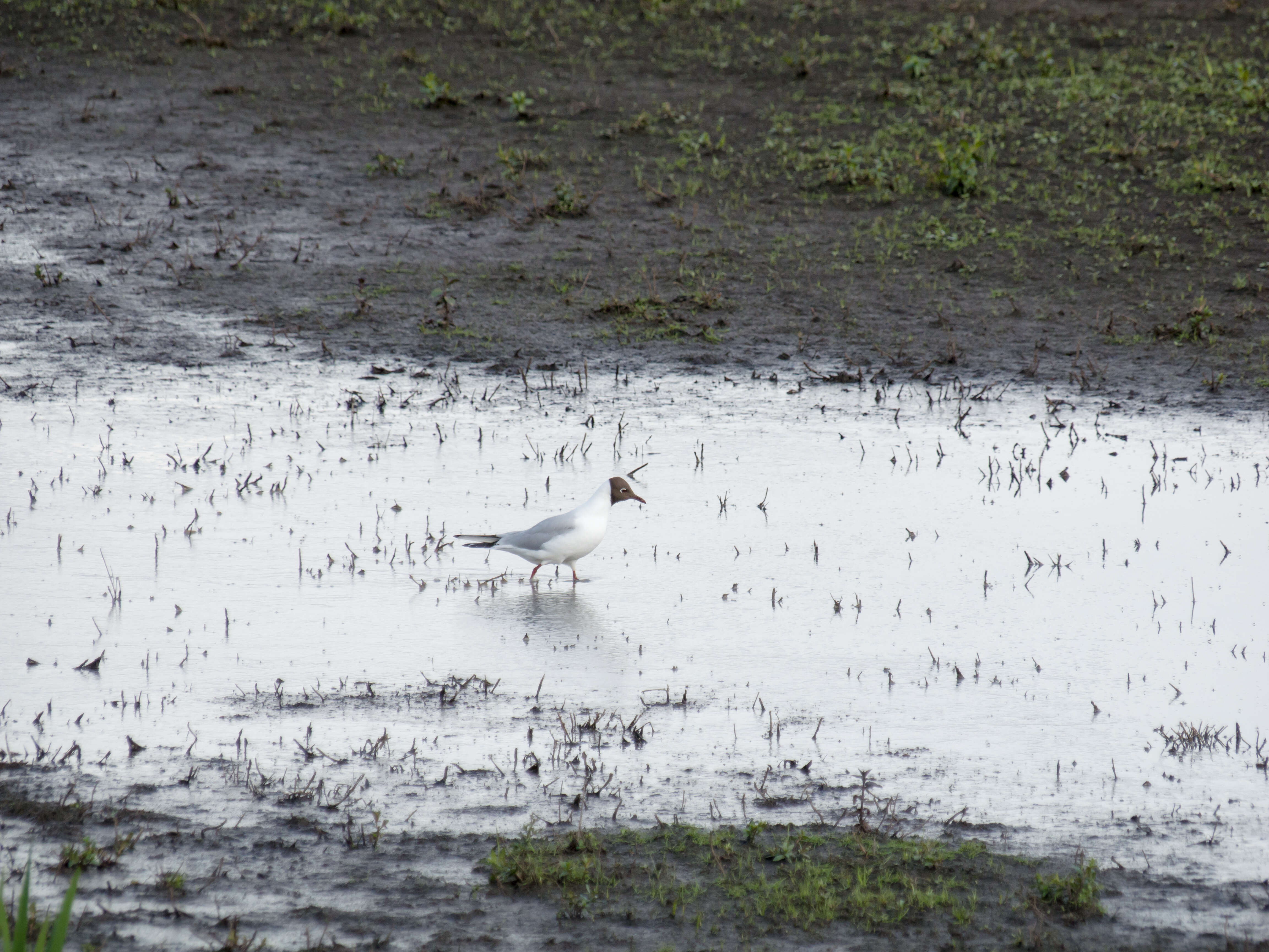 Image of Black-headed Gull